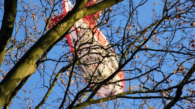 Amazon: Kommen Unsere Bestellungen Bald Vom Himmel?